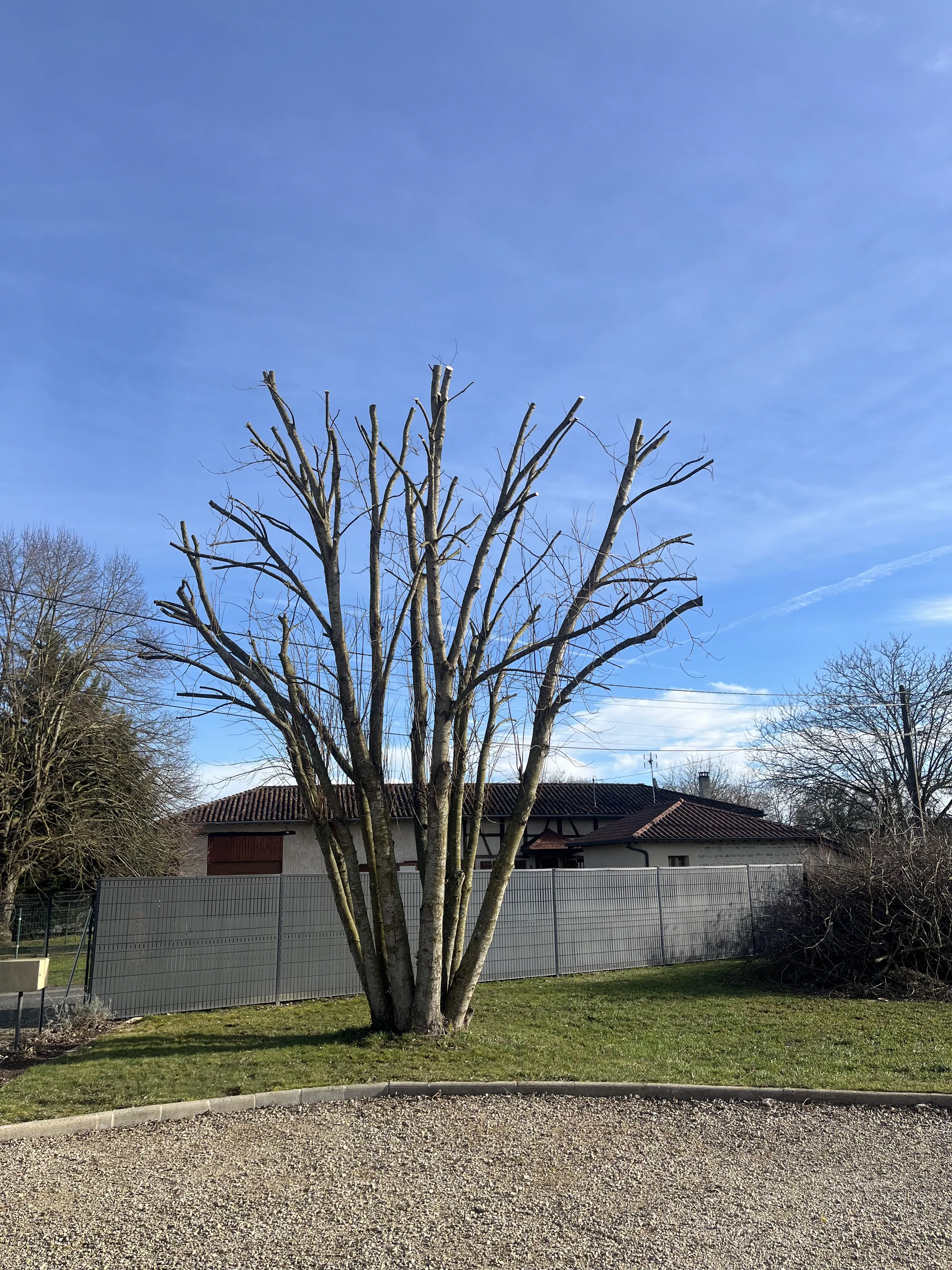 Un arbre à plusieurs troncs, ses branches raccourcies, devant une clôture.