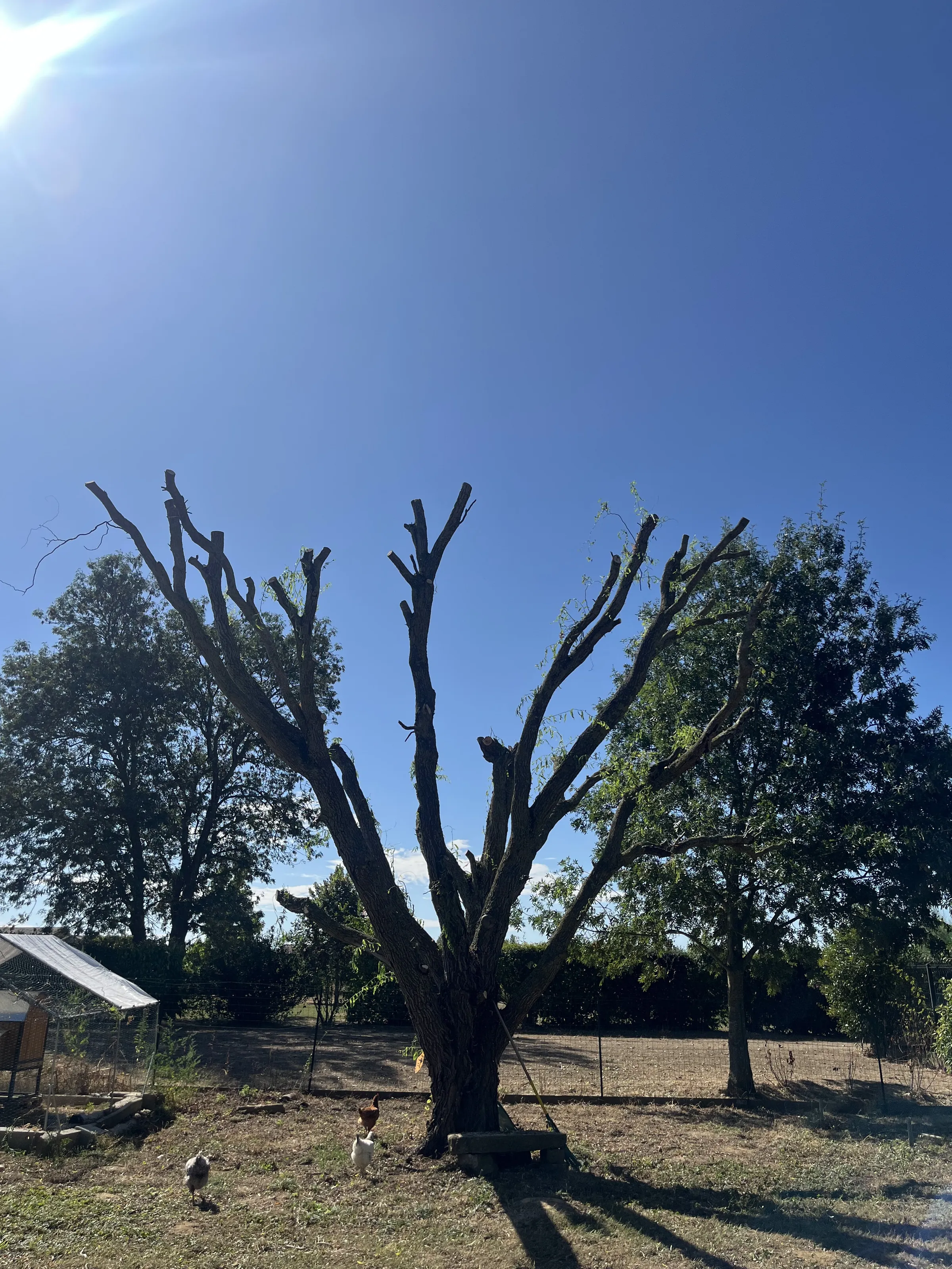 Un grand arbre étêté, ses grosses branches coupées net, dans un pré où picorent des poules.