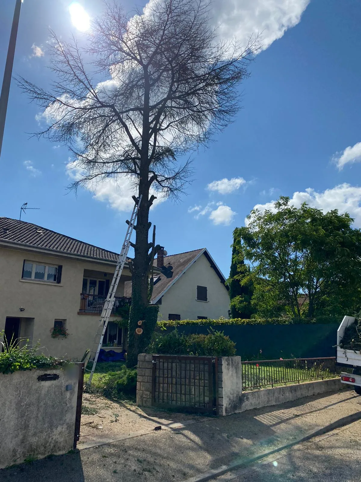 Un grand arbre, ses branches basses coupées, une échelle contre le tronc.