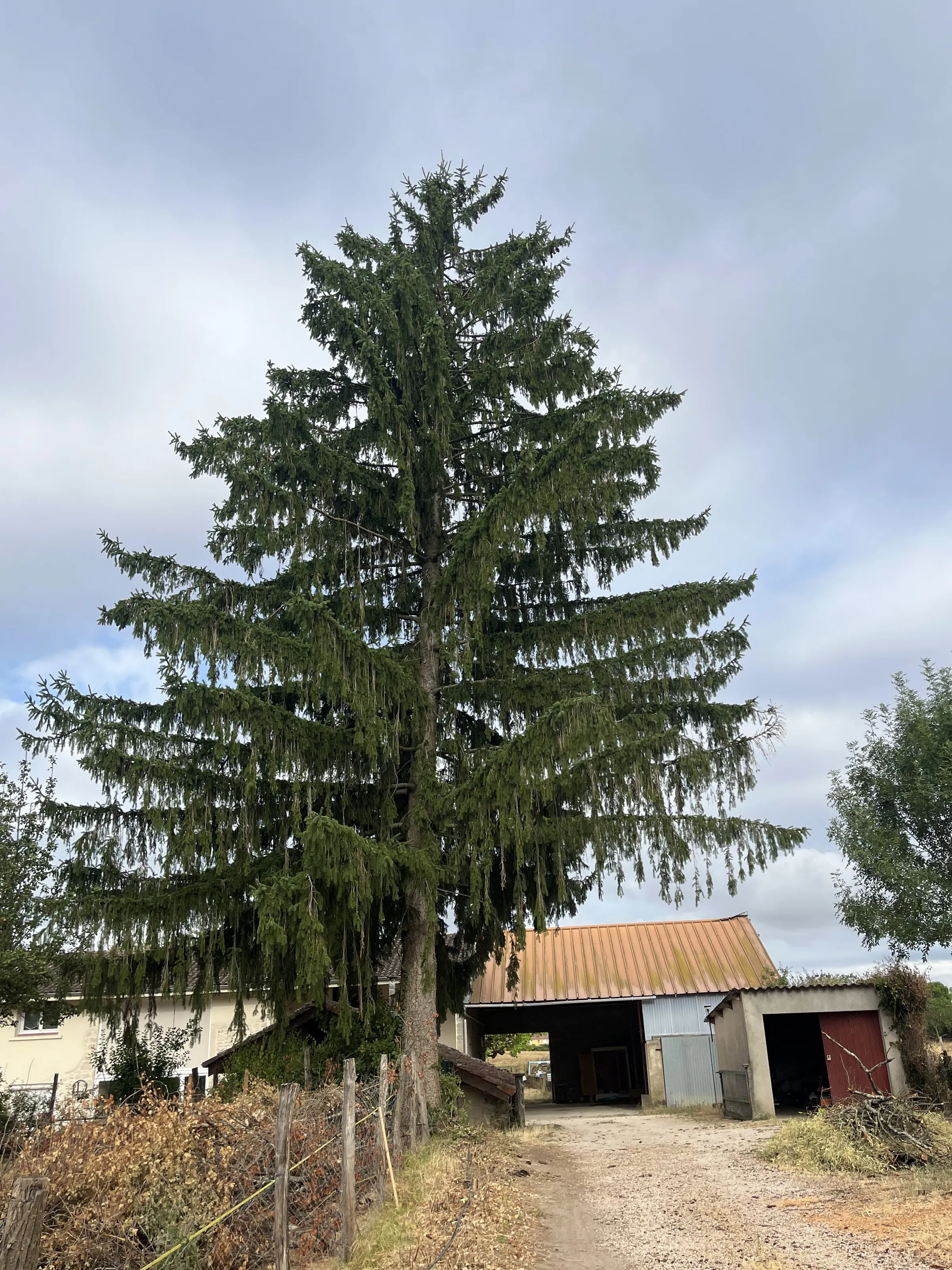 Un grand sapin devant un hangar, au bout d'un chemin.