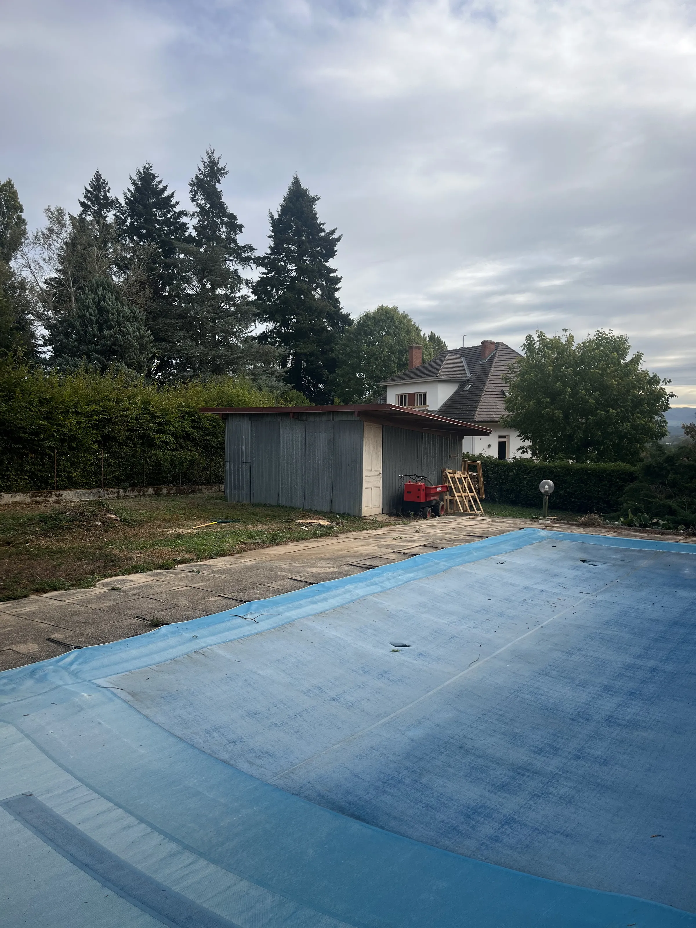Un jardin avec piscine, au pied d'une rangée de grands conifères.