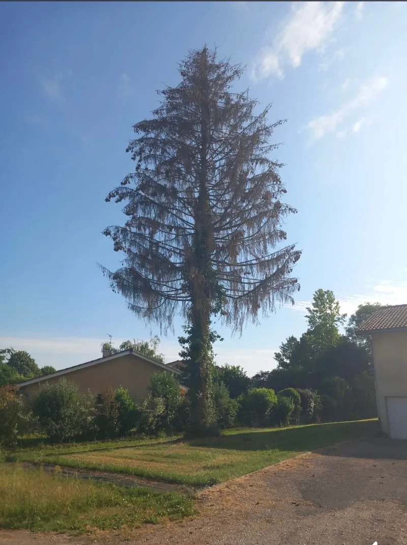 Un grand conifère couvert de lierre, avant l'abattage.