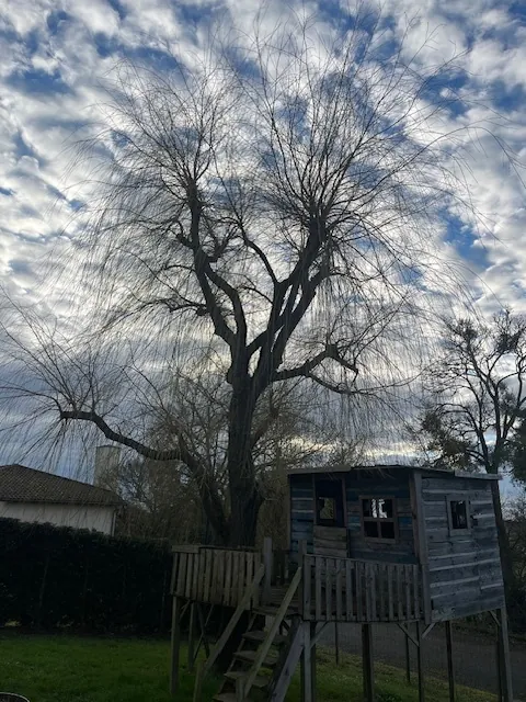 Un grand saule près d'une cabane perchée, avant la taille.