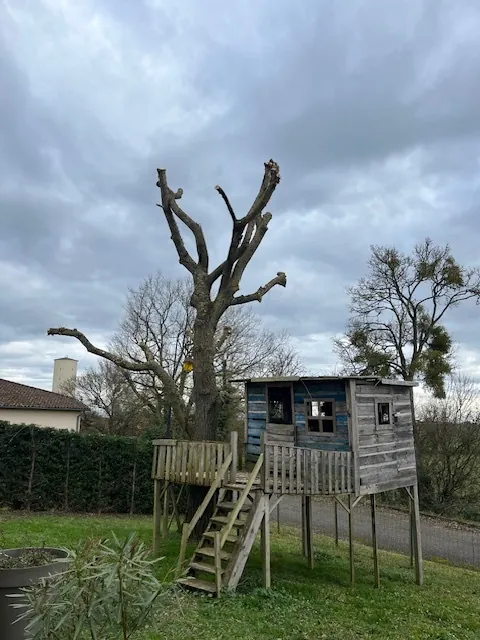 Le même saule étêté, ses grosses branches coupées court.