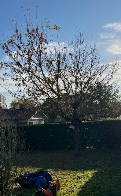 Un arbre feuillu avant la taille, le matériel posé dans l'herbe.