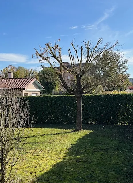 Le même arbre, ses branches raccourcies.
