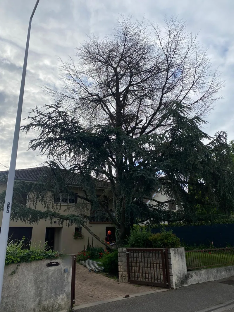 Un grand cèdre devant une maison, avant l'abattage.