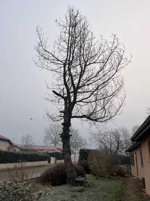 Un grand arbre sans feuilles près d'une maison, un matin de givre.