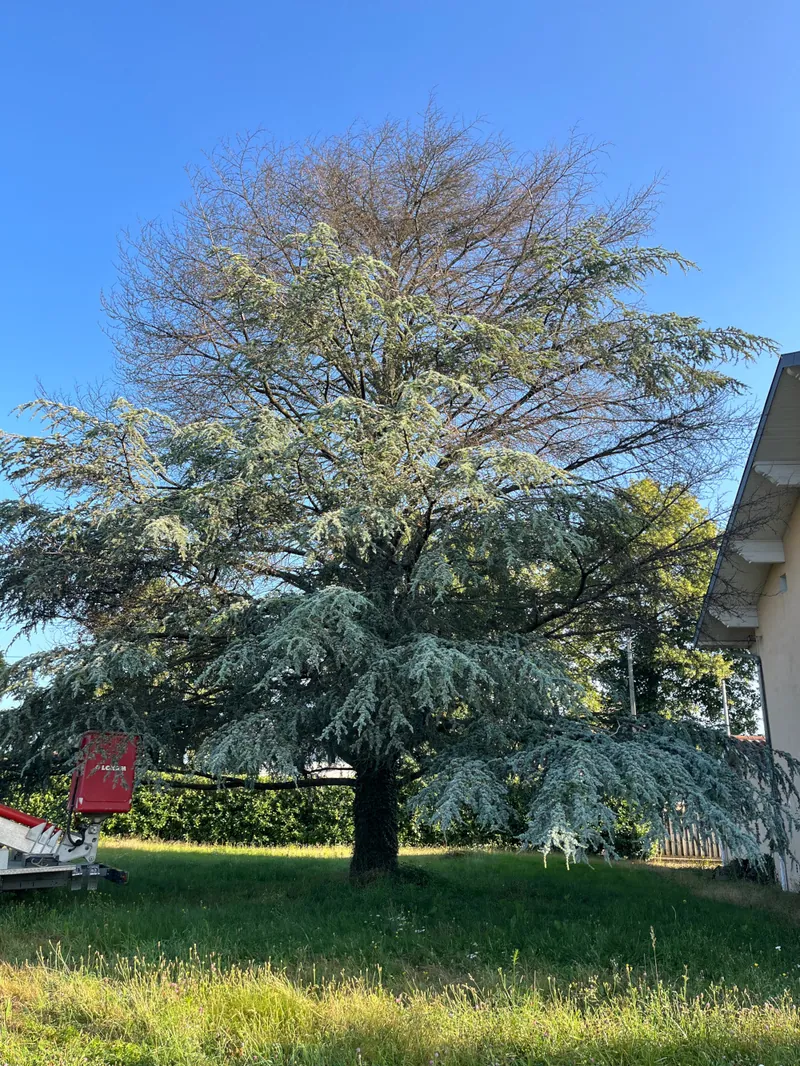 Un grand cèdre bleu dans un jardin, une machine rouge à son pied.