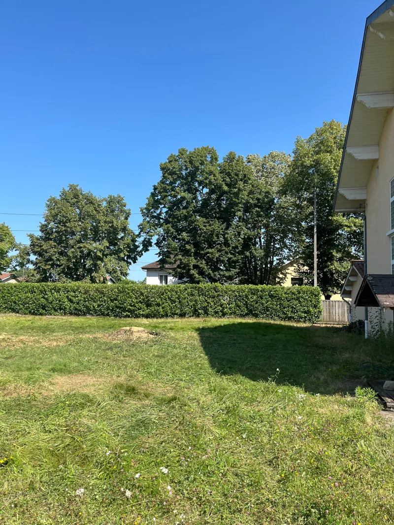 Le même jardin, le cèdre abattu, la pelouse dégagée.