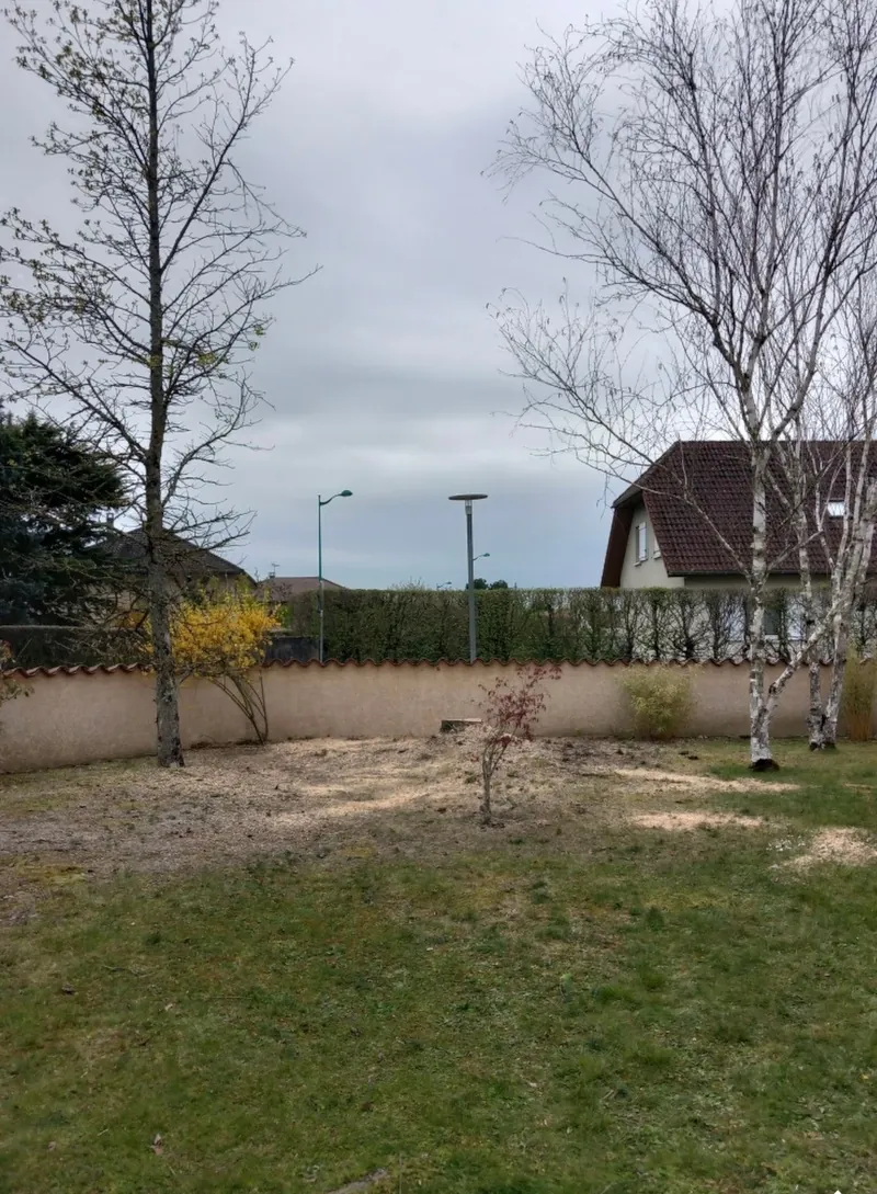 Le même jardin, le conifère abattu.