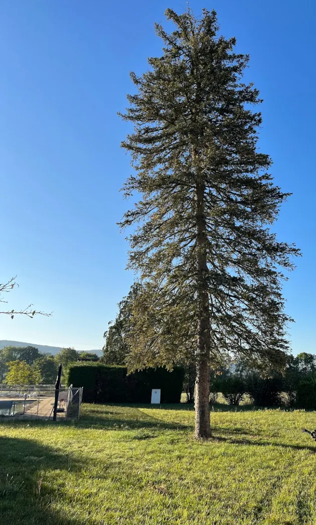 Un grand sapin au milieu d'une pelouse, avant l'abattage.
