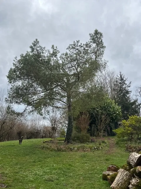 Un pin au milieu d'un jardin, avant l'abattage.