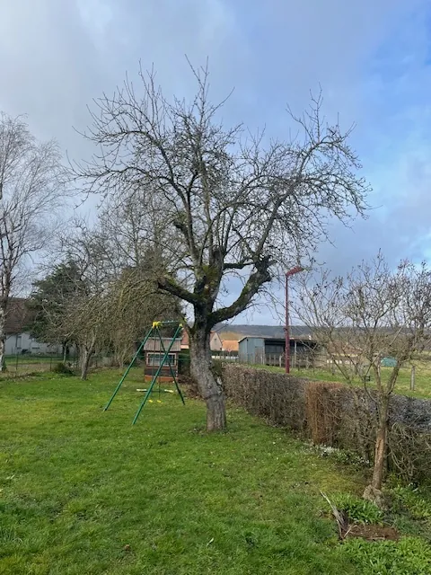 Un vieil arbre près d'une balançoire, avant l'abattage.