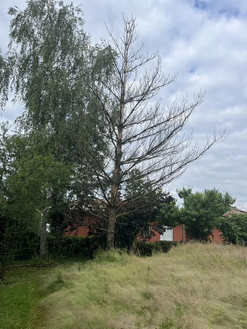 Un conifère sec au milieu des bouleaux, dans les herbes hautes.