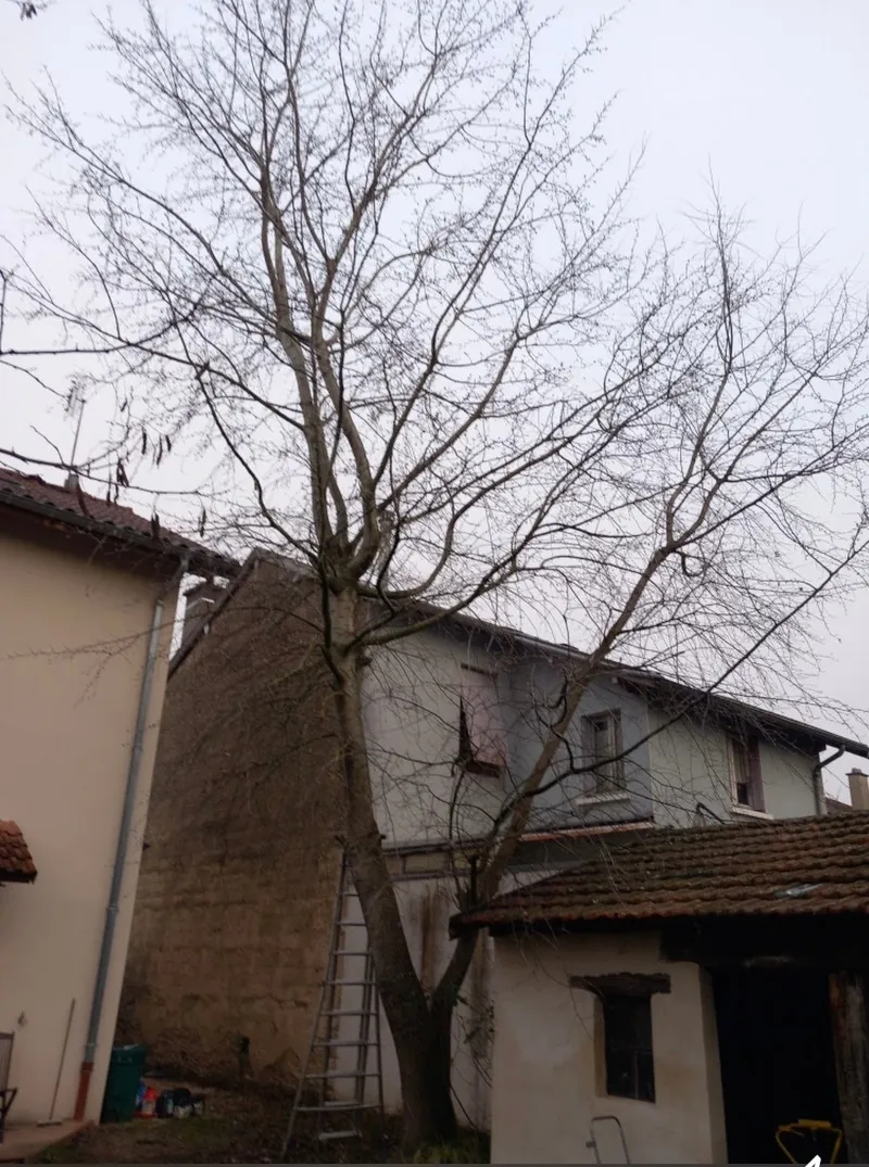 Un arbre sans feuilles serré entre deux maisons, une échelle contre le tronc.