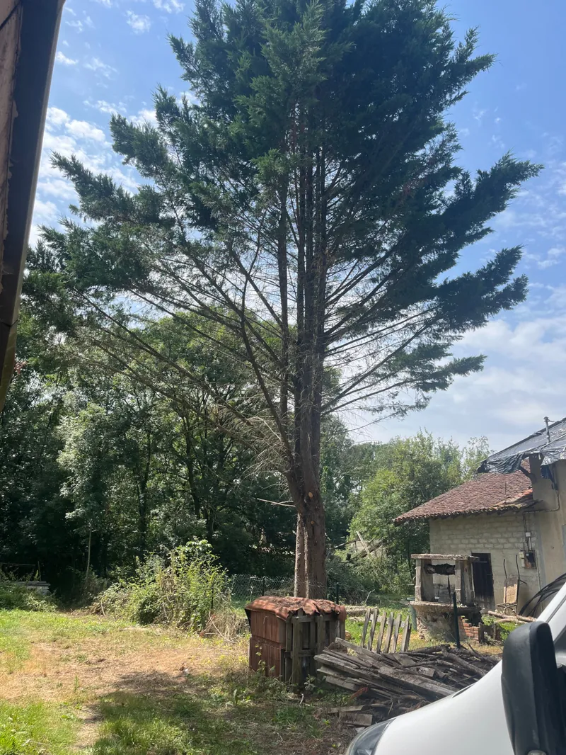 Un grand cyprès près d'une vieille maison.