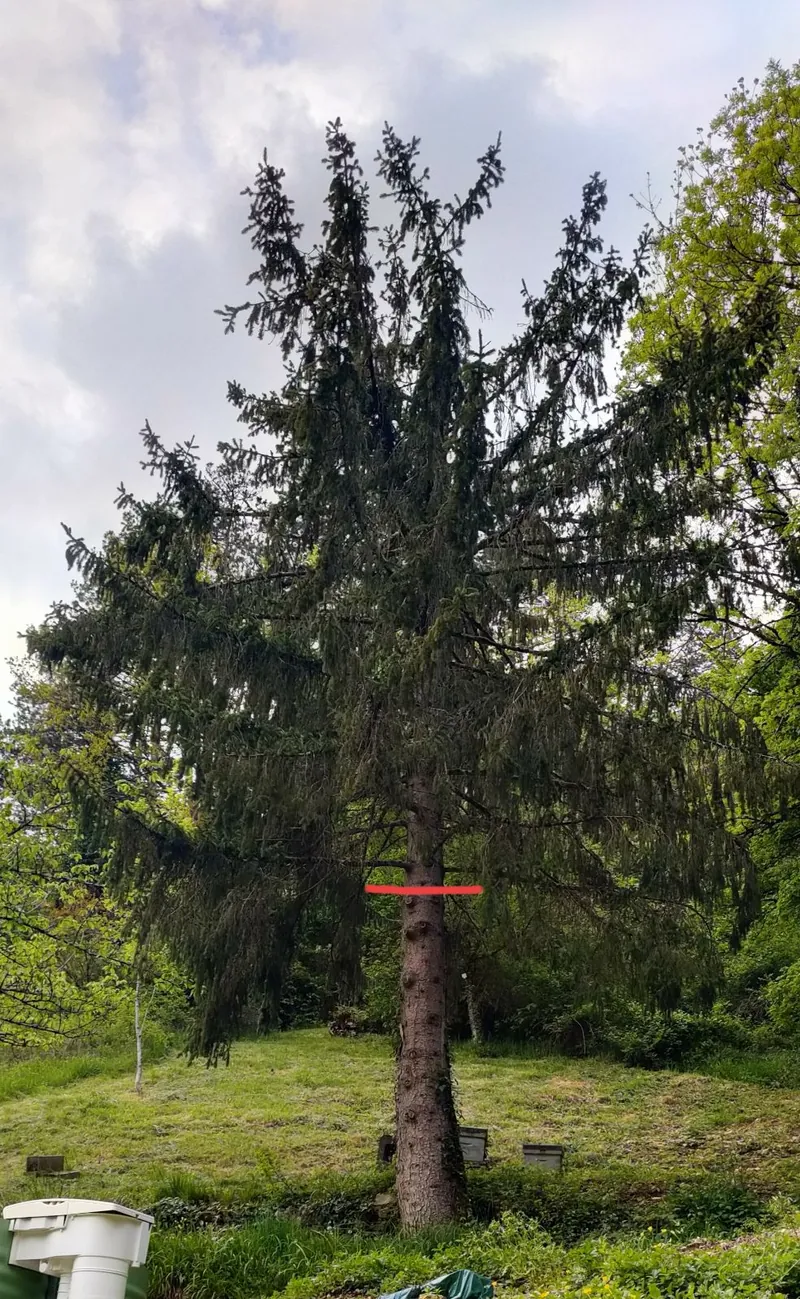 Un grand sapin, un trait rouge peint sur le tronc.