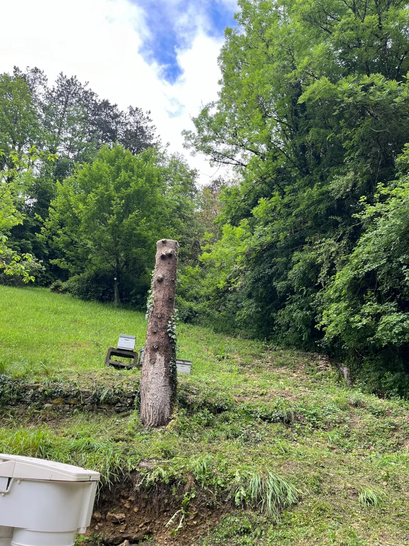 Un haut tronc débarrassé de ses branches, sur un pré en pente.