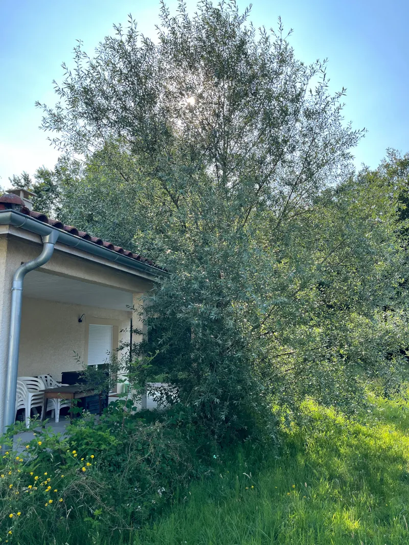 Un arbre touffu qui envahit les abords d'une terrasse couverte.