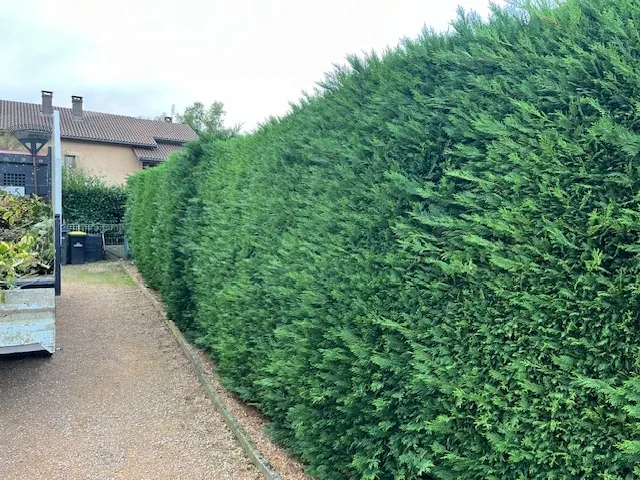 Une longue haie de thuyas le long d'une allée de gravier, avant la taille.