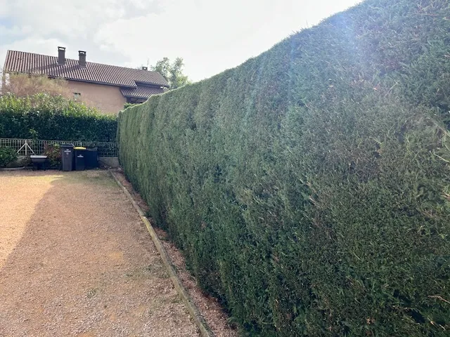 La même haie, taillée nette.