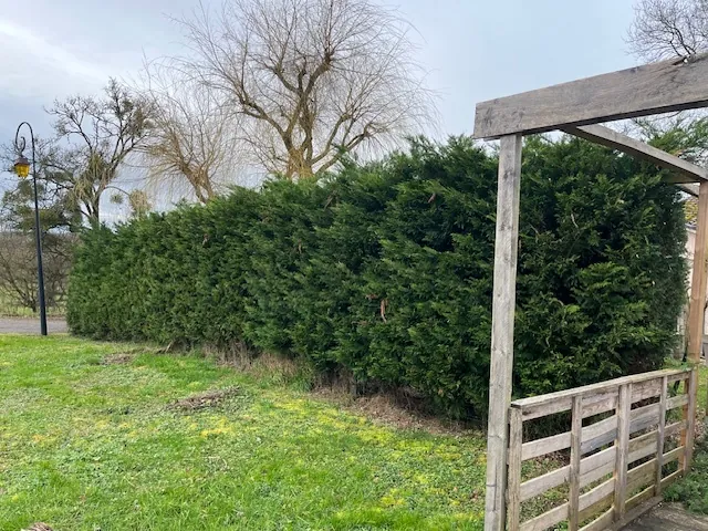 Une haie de conifères derrière une pergola en bois, avant la taille.